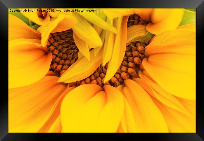  Unfurling Sunflower Framed Print by Brian Fagan