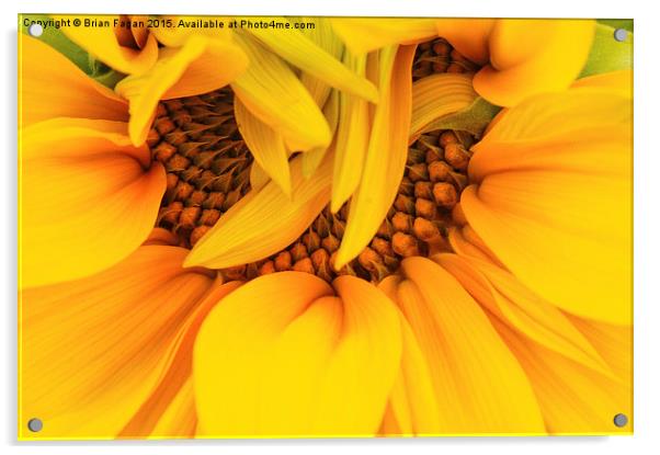  Unfurling Sunflower Acrylic by Brian Fagan