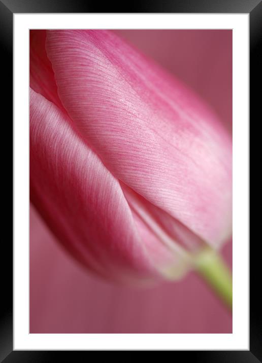 Pink Tulip 1 Framed Mounted Print by Emma Leech