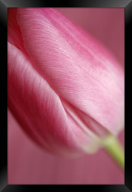 Pink Tulip 1 Framed Print by Emma Leech