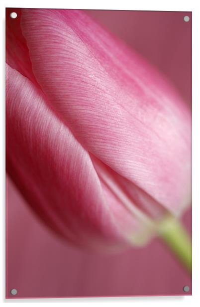 Pink Tulip 1 Acrylic by Emma Leech