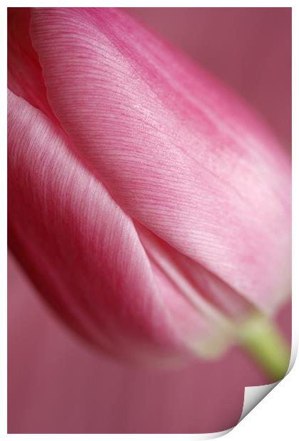 Pink Tulip 1 Print by Emma Leech