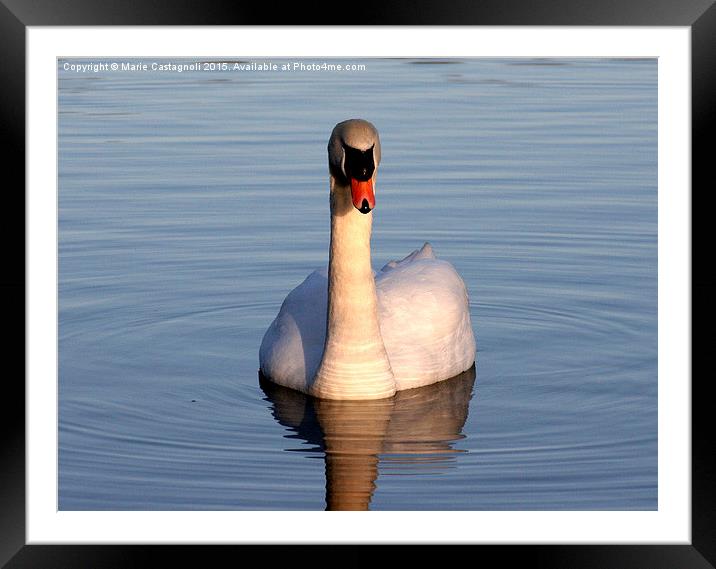  Majestic swan Framed Mounted Print by Marie Castagnoli
