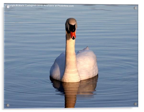  Majestic swan Acrylic by Marie Castagnoli