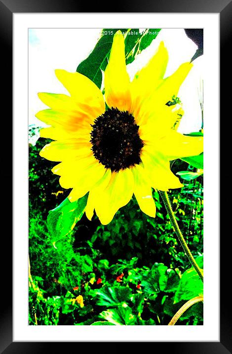  Sunflower Framed Mounted Print by Carmel Fiorentini