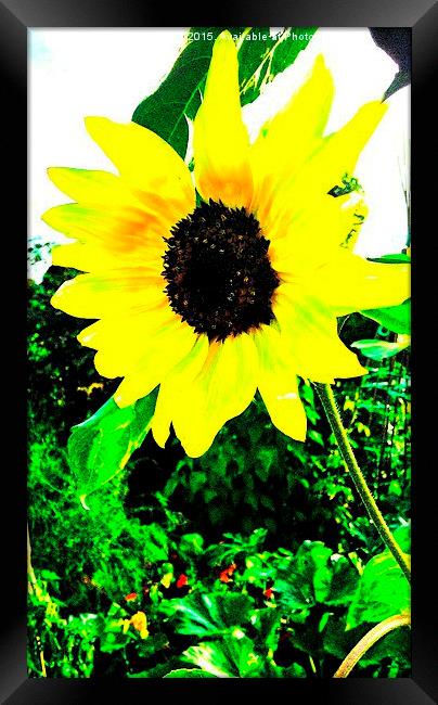  Sunflower Framed Print by Carmel Fiorentini