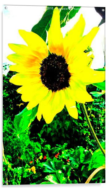  Sunflower Acrylic by Carmel Fiorentini