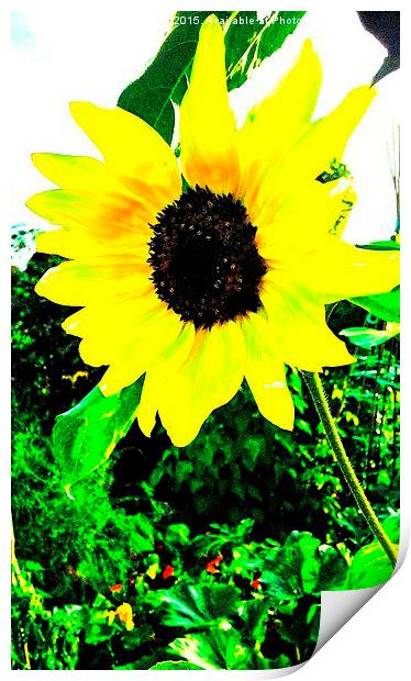  Sunflower Print by Carmel Fiorentini
