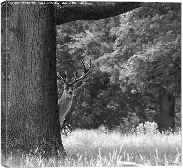  Curious Stag. Canvas Print by Andrew Heaps