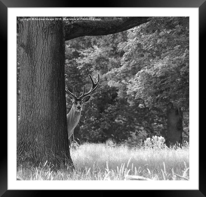  Curious Stag. Framed Mounted Print by Andrew Heaps