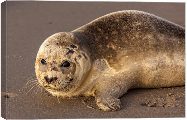 Seal pub Canvas Print by Thomas Schaeffer