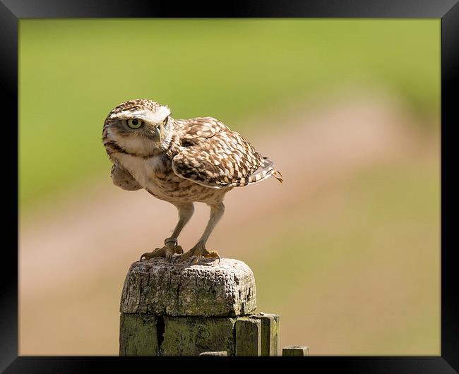  Burrowing owl Framed Print by Andrew Richards