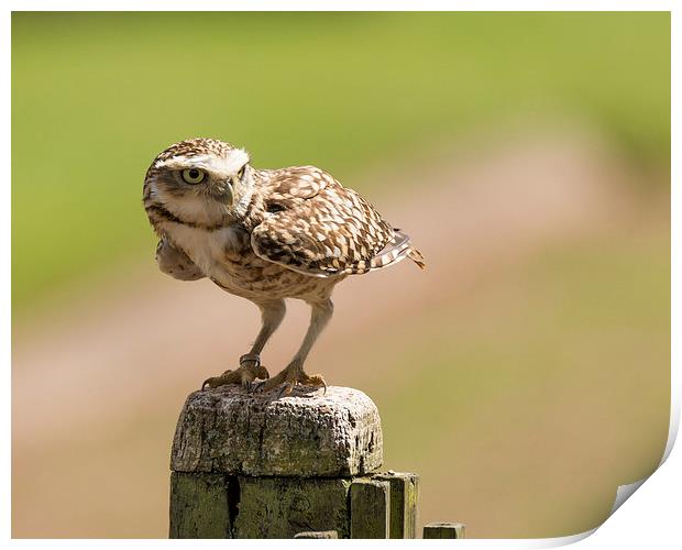 Burrowing owl Print by Andrew Richards