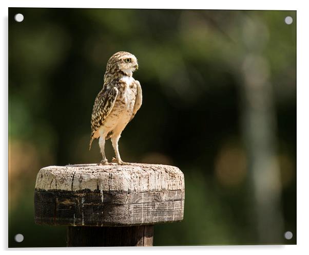  Burrowing owl  Acrylic by Andrew Richards