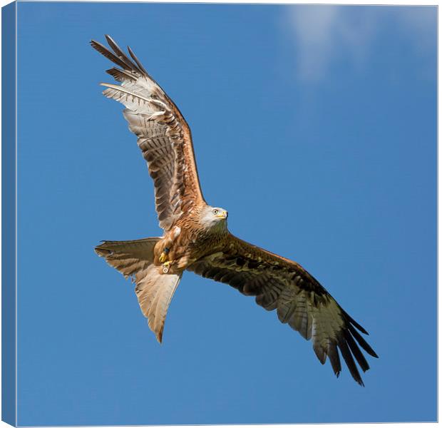  Red kite Canvas Print by Andrew Richards