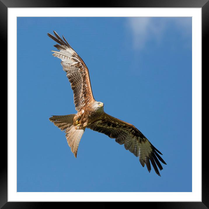  Red kite Framed Mounted Print by Andrew Richards