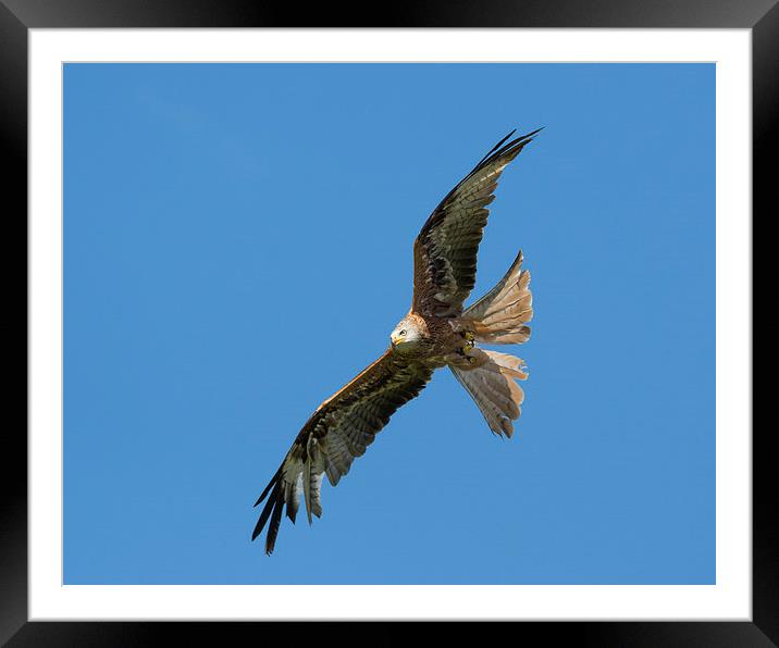  A red kite Framed Mounted Print by Andrew Richards
