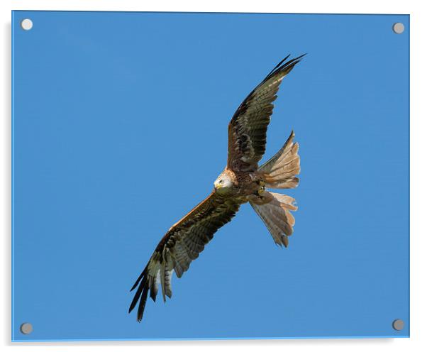  A red kite Acrylic by Andrew Richards
