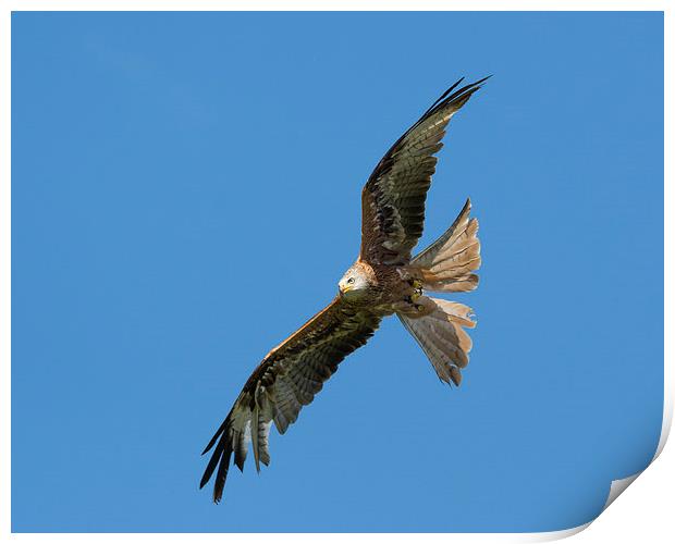  A red kite Print by Andrew Richards