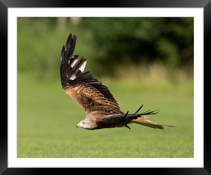  A red kite  Framed Mounted Print by Andrew Richards