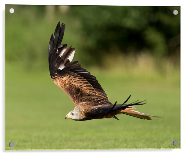  A red kite  Acrylic by Andrew Richards