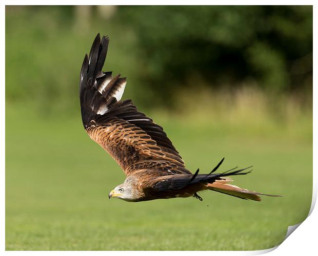  A red kite  Print by Andrew Richards