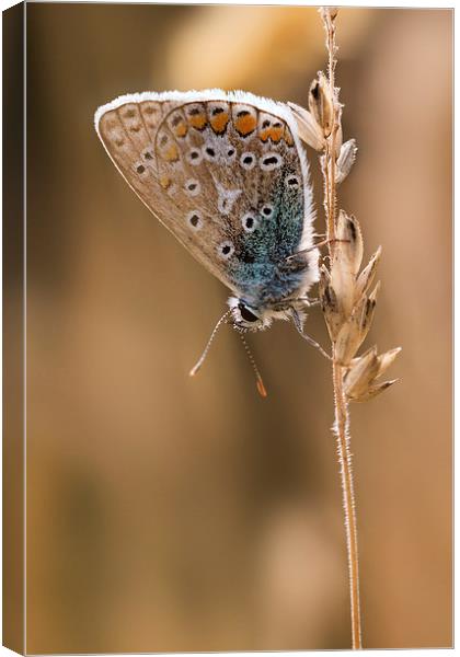  Common Blue butterfly Canvas Print by Ian Hufton