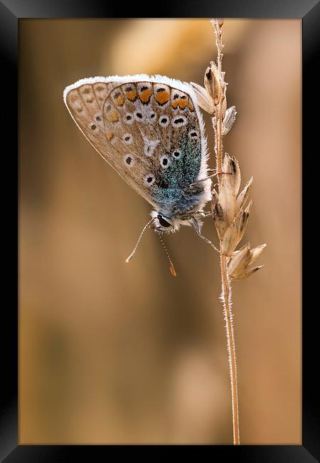  Common Blue butterfly Framed Print by Ian Hufton