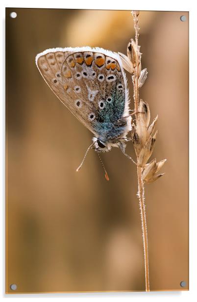  Common Blue butterfly Acrylic by Ian Hufton
