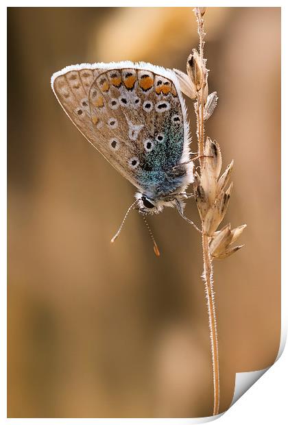  Common Blue butterfly Print by Ian Hufton