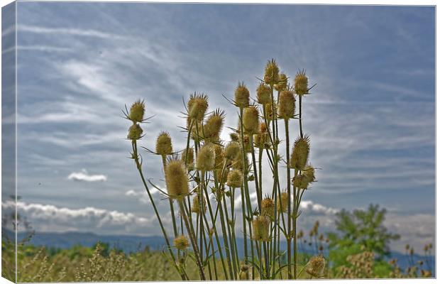 roadside thistle bouquet Canvas Print by Adrian Bud