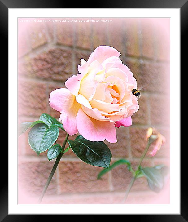  A Summer Rose Framed Mounted Print by Jacqui Kilcoyne