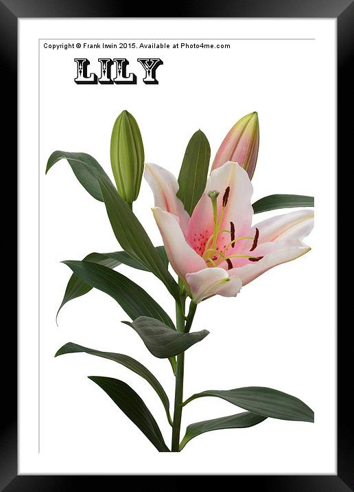 A beautiful Whitish/pink lily Framed Mounted Print by Frank Irwin