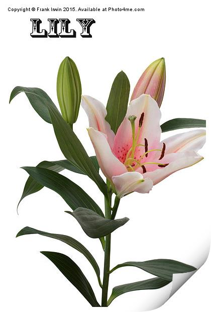 A beautiful Whitish/pink lily Print by Frank Irwin