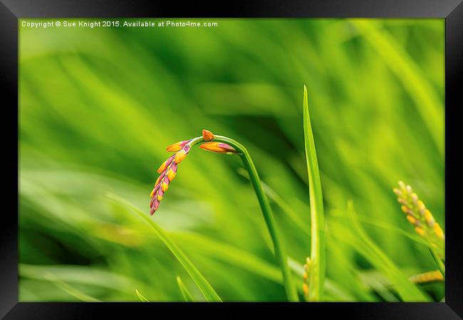  Waiting to bloom Framed Print by Sue Knight