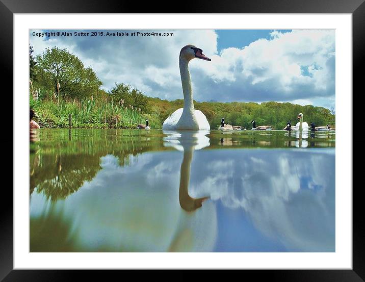  Swansong Framed Mounted Print by Alan Sutton