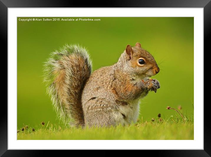  Just a Squirrel Framed Mounted Print by Alan Sutton