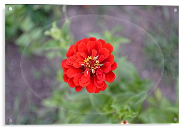 Red garden flower Acrylic by Adrian Bud