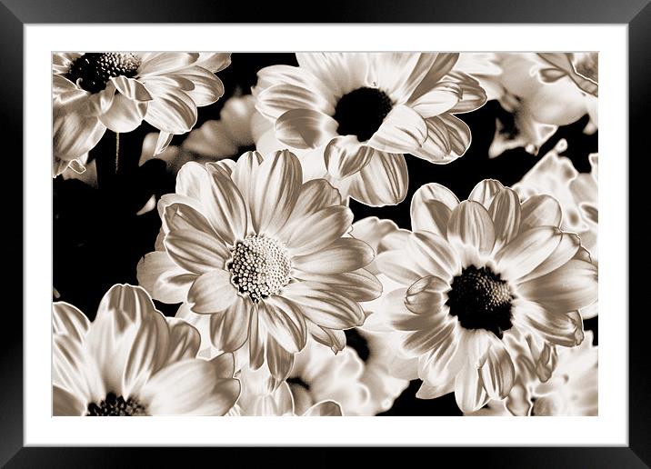 Polorised Daisies Framed Mounted Print by RICHARD MARSDEN