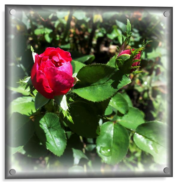  rosebuds Acrylic by Marinela Feier