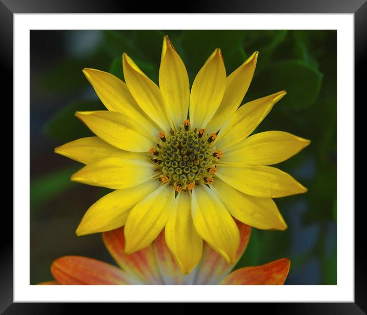  Yellow Heaven Framed Mounted Print by Andrew Rulton