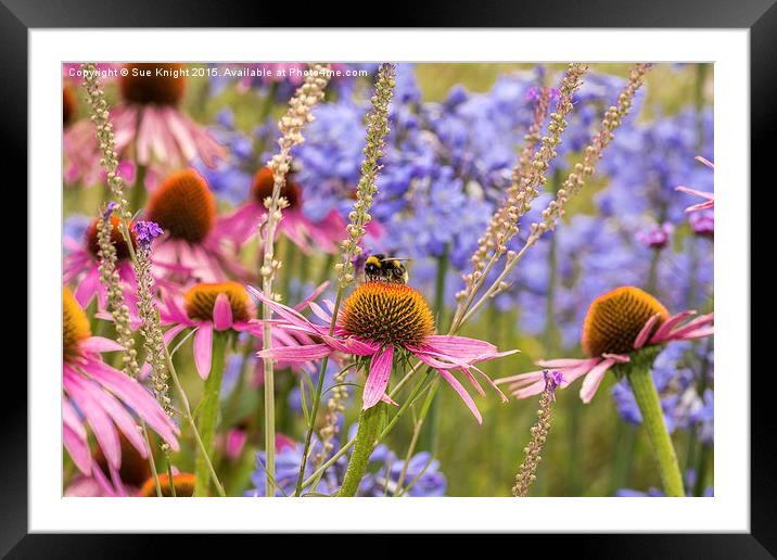 Summer flowers and Bee , Exbury Gardens Framed Mounted Print by Sue Knight