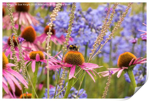 Summer flowers and Bee , Exbury Gardens Print by Sue Knight