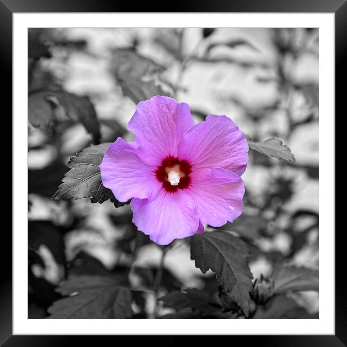 Alcea rosea  Framed Mounted Print by Adrian Bud