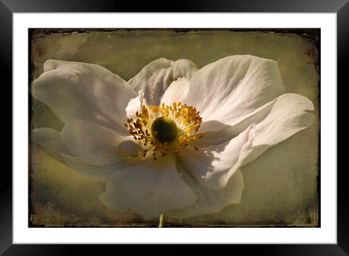  Japanese Anemone Framed Mounted Print by Jacqi Elmslie