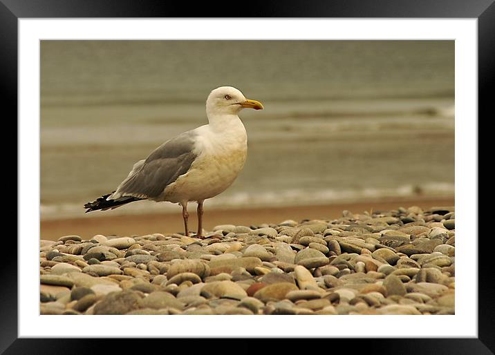 The Grumpy Gull  Framed Mounted Print by Jacqi Elmslie