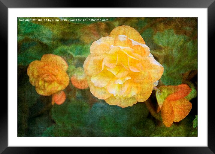  Yellow Begonia Framed Mounted Print by Fine art by Rina