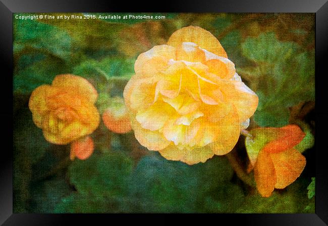  Yellow Begonia Framed Print by Fine art by Rina