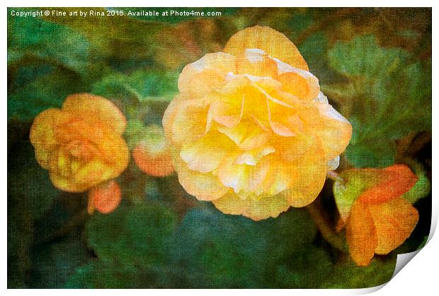  Yellow Begonia Print by Fine art by Rina