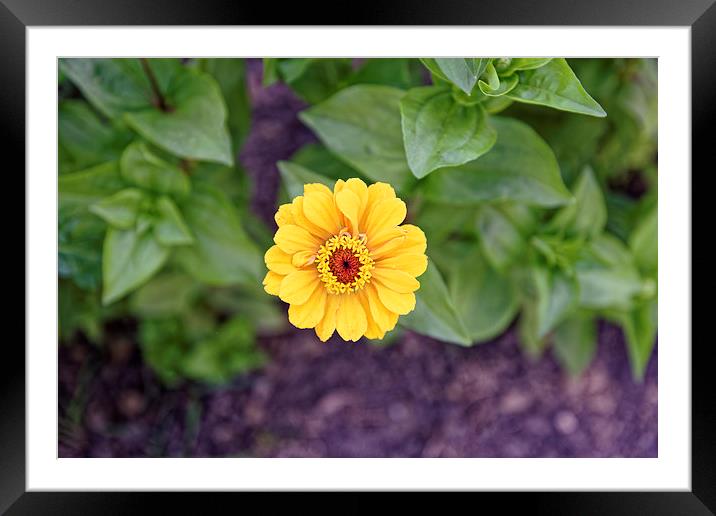 yellow gerbera like garden flower Framed Mounted Print by Adrian Bud